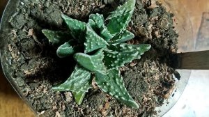 Faucaria felina tuberculosa/ cuidados y reproducción