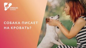 Собака писает на кровать