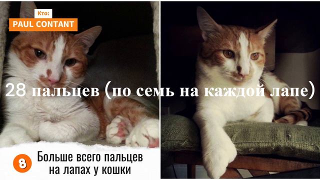 Впечатляющие Кошачьи Достижения: Топ 15 Рекордов Гиннесса  за Всю Историю! 😺