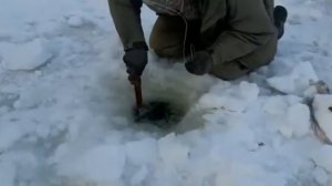 Поймали огромного тайменя на зимней рыбалке!