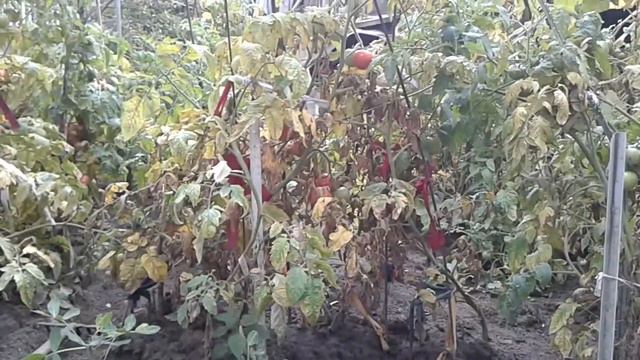 Арахис Брест часть 5 смотреть онлайн