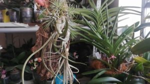 Эти растения я очень люблю✔️Тилландсии Атмосферные