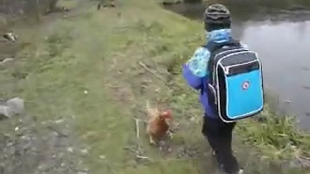 Как кормить уток и кур весело смотреть онлайн