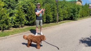Как обучить собаку команде "ко мне" и гулять без поводка. Часть 2.