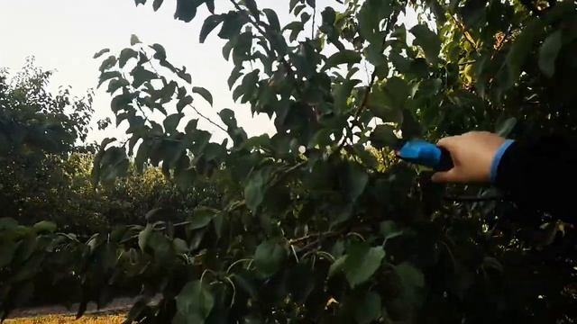 Аккумуляторный секатор Koham KH G03 T смотреть онлайн