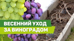 План работ весной в винограднике. Опыт южноуральского виноградаря