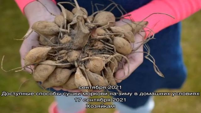 Своевременное проращивание клубней георгинов даст возможность получить пышные кусты