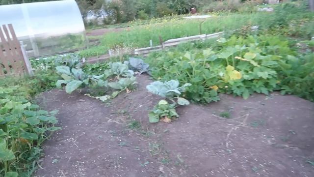 Купили печь в дом, заготовка дров на зиму смотреть онлайн