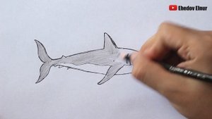 Как нарисовать Акулу Поэтапно | Очень легко