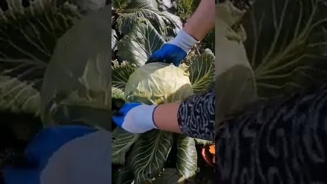 Дружим с любимой в огороде. смотреть онлайн