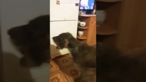 Дратхар. Умная собака. Охотник