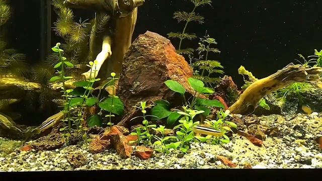 Редкие аквариумные рыбки! смотреть онлайн