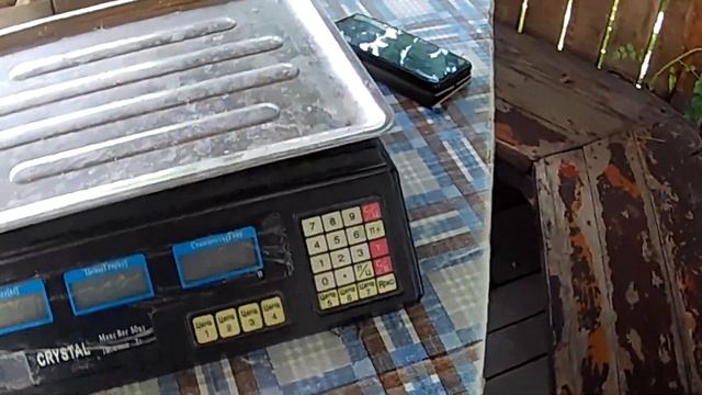 Считаем потенциальную урожайность кукурузы.