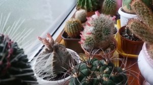 #304.любят ли кактусы солнце?Любят,еще как?