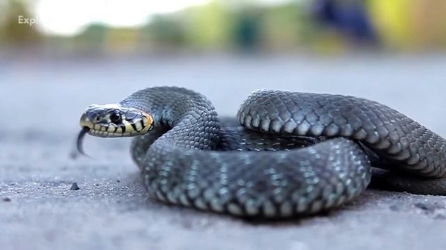 Cook Islands- 13 Interesting Facts! | Tour The World смотреть онлайн