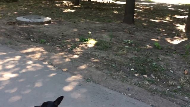 Реакция людей на собаку в коляске / Пранк ЧЕЛЛЕНДЖ 10x10 / Смешное видео про собак смотреть онлайн