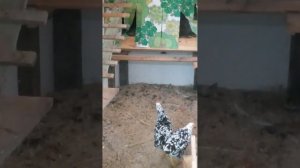Куры породы Леггорн Долматинец четыре с половиной месяца. Гнёзда со шторками. Приучаю кур к рукам!