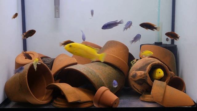 Африканские цихлиды - новые питомцы на карантине смотреть онлайн