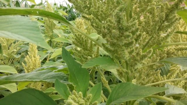 Амарант: выращивание и уход на приусадебном участке_1 смотреть онлайн