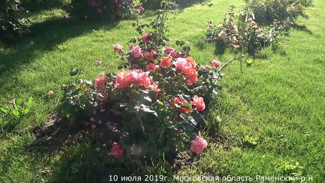 Видео обзор розы Монинг Сан (Флорибунда) - Morning Sun (Tantau 2016) смотреть онлайн