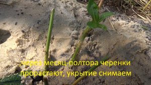 Размножаем флоксы черенками