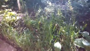 Вызов Пикового Короля