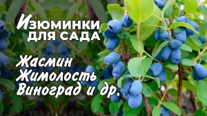 Что посадить на даче в 2022 году? Жимолость, жасмин, виноград и розы