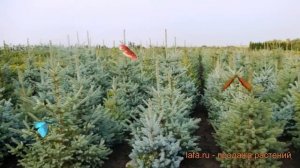 Ель колючая Глаука Аризона (picea) ? Глаука Аризона обзор: как сажать, , саженцы ели Глаука Аризона