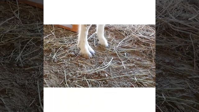 ешкілерге витамин саламыз смотреть онлайн