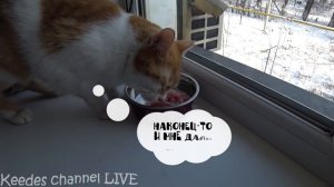 Рыжик и Печенька - НЕПОДОБАЮЩЕЕ ПОВЕДЕНИЕ. РЫЖИК РЕЖЕТ ВОДУ