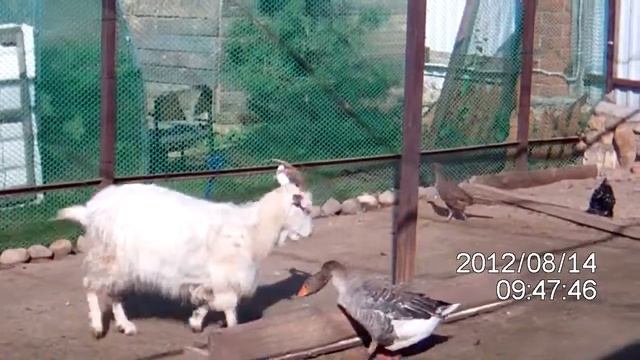 каза есть корм гуся