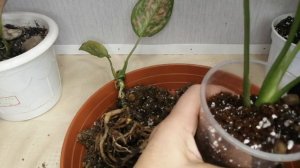 Аглаонема, обрезка и пересадка.