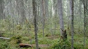 Русская гончая по зайцу диплом 2