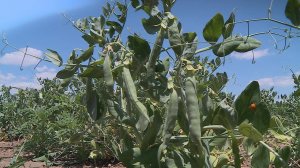 Ставропольский завод начал консервировать зелёный горошек нового урожая.