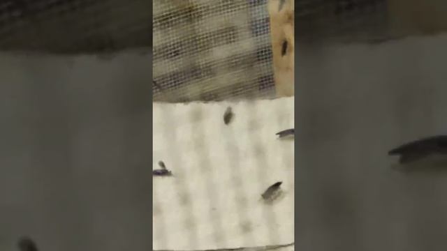 Спаривание мухи черная львинка смотреть онлайн