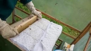 Пчеловодство в Эстонии по методу Миленина М И. Часть 2