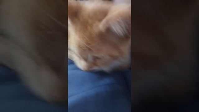 Перс и мая мама и тётя валя смотреть онлайн