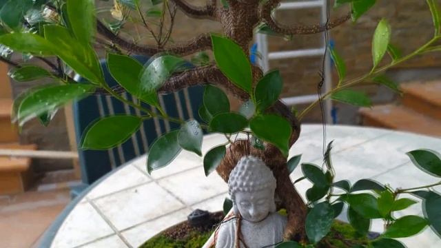 Выращивание мха на бонсай из фикуса оплетающего корнями Будду! Moss in bonsai