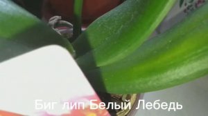 Орхидея биг лип Белый Лебедь.Что же у него нового??