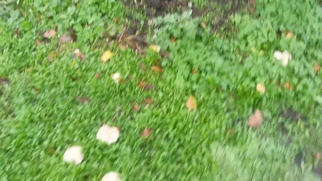 В саду выросли грибы. смотреть онлайн