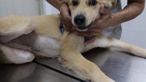 A 4-month-old Golden Retriever has pale conjunctiva and gums. Why?