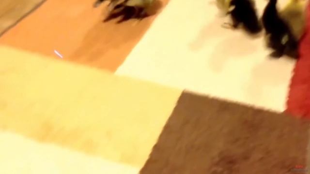 10 причин купить утенка - Интересные факты! смотреть онлайн