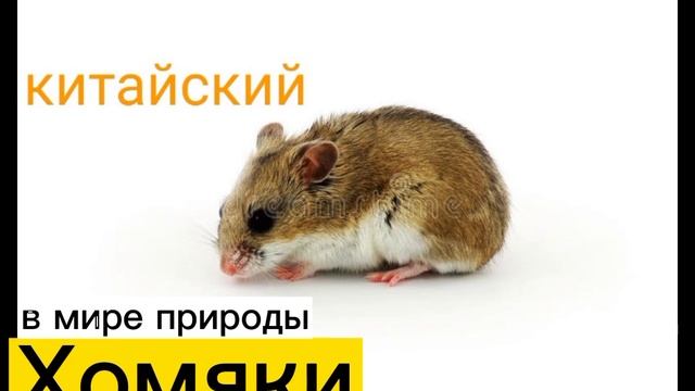 Породы хомяков.? ВСЁ ПРО ПРИРОДУ.