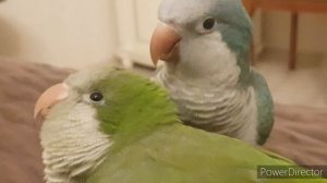 ХОЧЕШЬ ЧАЮ? УЧИМ ПОПУГАЯ ГОВОРИТЬ.  УРОК ДЛЯ ПОПУГАЯ.