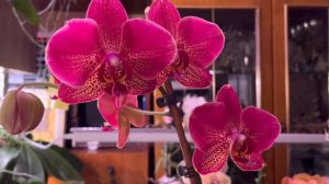 ЦВЕТЕНИЕ ВЗРОСЛЫХ ОРХИДЕЙ