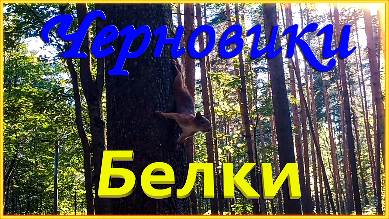 Черновики: Парк "Сосновка" Белки.