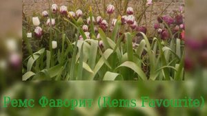 Tulip Rems Favourite (Тюльпан Ремс Фаворит)