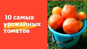 «По ведру с куста»: 10 самых урожайных и сладких томатов, которые я сажаю из года в год на участке