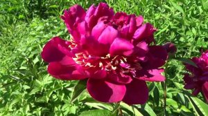 Пион ИННОВЕЙШЕН ? Paeonia INNOVATION: обзор, описание, цветение, отзыв