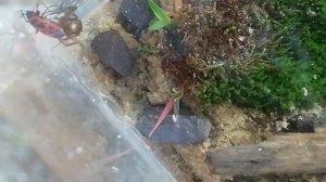 Паук стеатода ест клопа солдатика